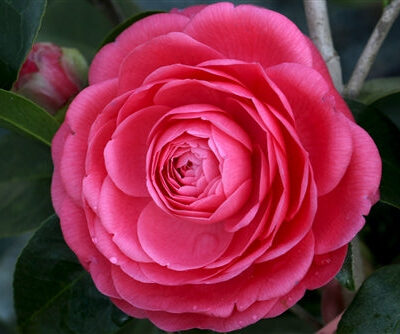 Camellia japonica 'Jack's Pink'