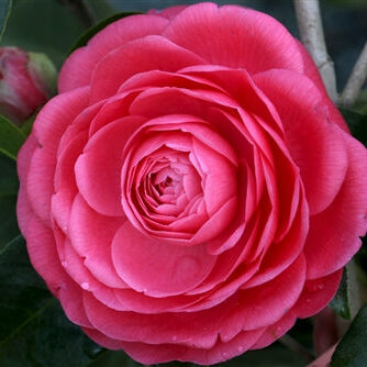 Camellia japonica 'Jack's Pink'