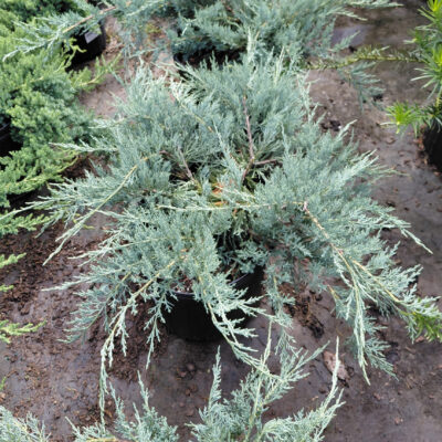 Juniperus virginiana 'Grey Owl'