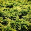Juniperus chinensis 'Gold Lace'
