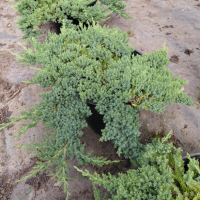 Juniperus procumbens 'Nana'