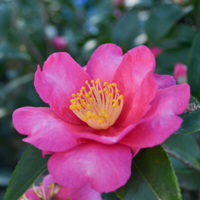 Camellia sasanqua 'Kanjiro'