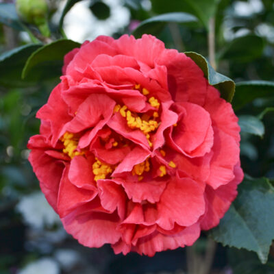 Camellia japonica 'Kramer's Supreme'