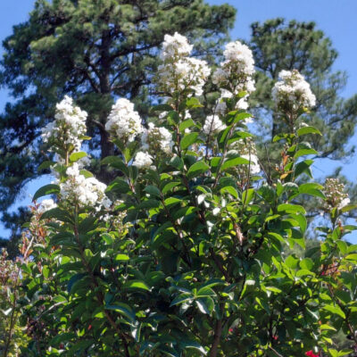 Lagerstroemia Enduring Summer™ White