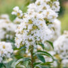 Lagerstroemia Enduring Summer™ White