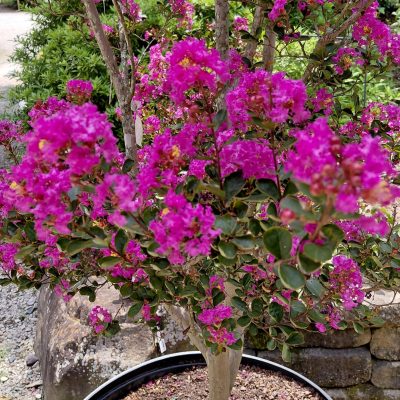 Lagerstroemia Enduring Summer™ Lavender