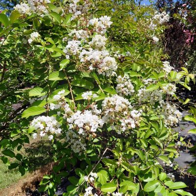 Lagerstroemia x 'Natchez'