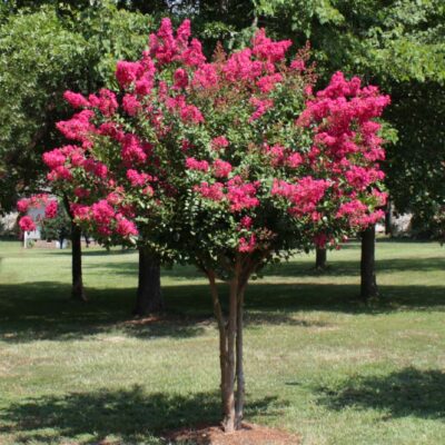 Lagerstroemia indica 'Whit III' (Pink Velour)