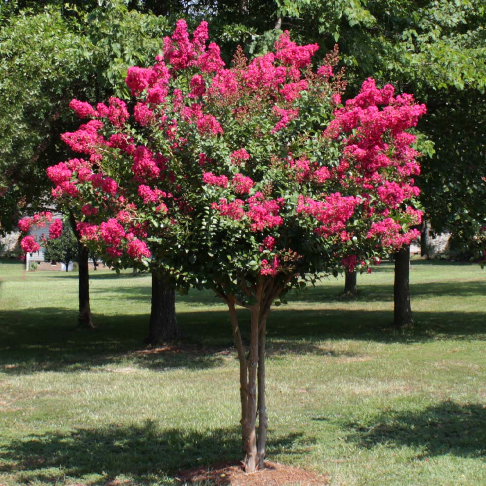 Lagerstroemia indica 'Whit III' (Pink Velour)