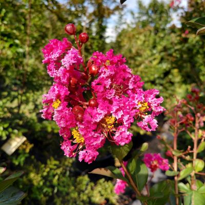 Lagerstroemia indica 'Whit I' (Raspberry Sundae)
