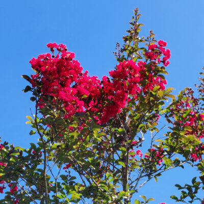 Lagerstroemia indica 'Whit IV' (Red Rocket)