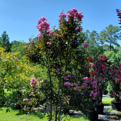 Lagerstroemia indica 'Whit VIII' (Rhapsody in Pink)