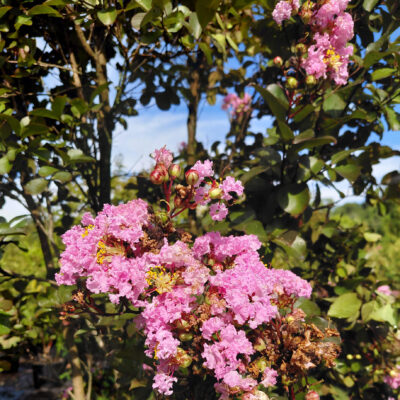 Lagerstroemia indica 'Whit VIII' (Rhapsody in Pink)