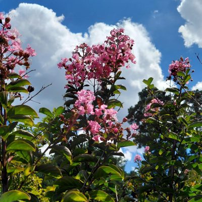 Lagerstroemia x 'Sioux'