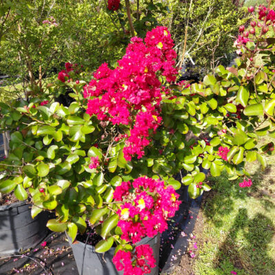 Lagerstroemia 'Dynamite'