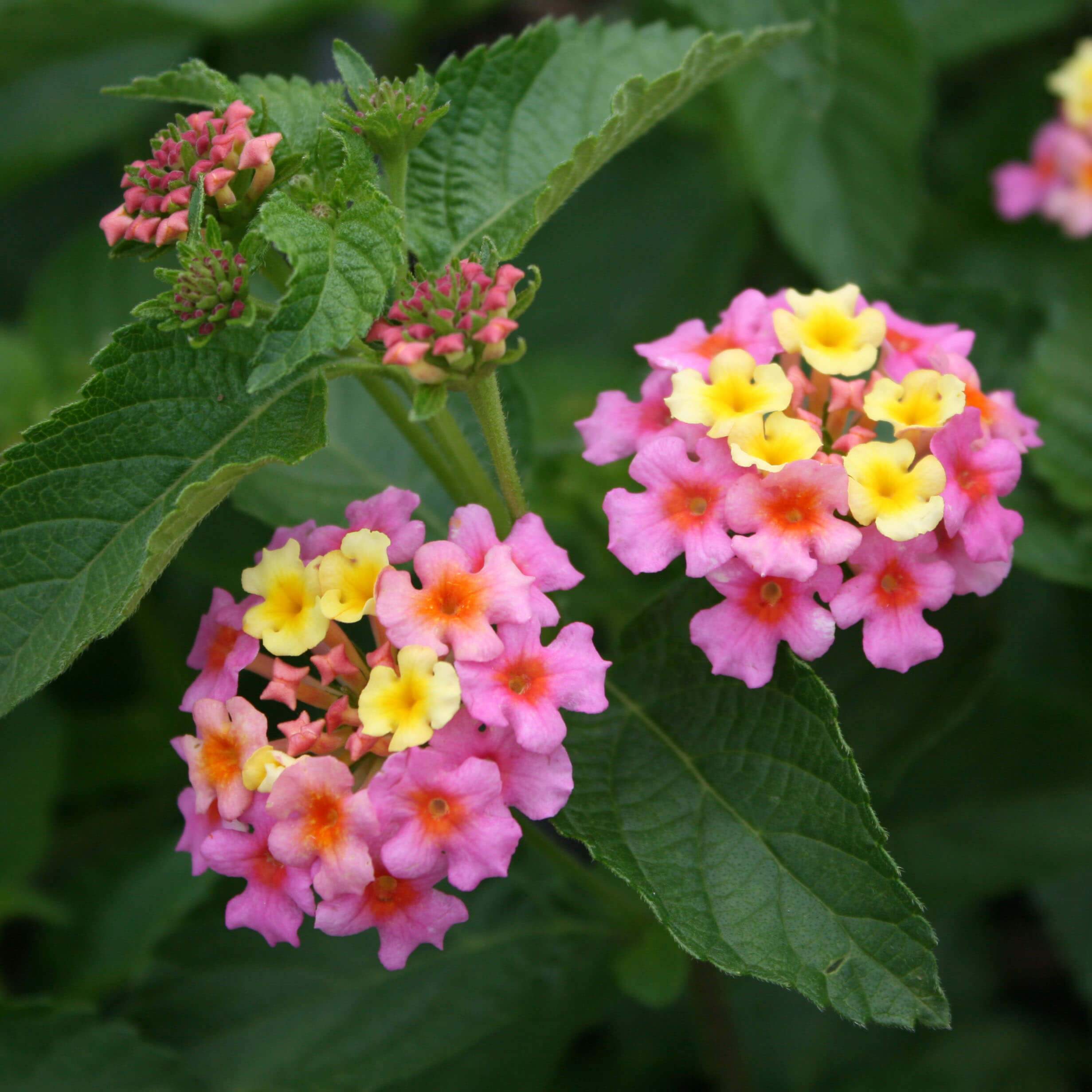 Lantana Mix 'Ham And Eggs' Butterfly Garden Flower Seeds – 100 Seeds