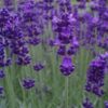 Lavandula angustifolia 'Blue Spear'