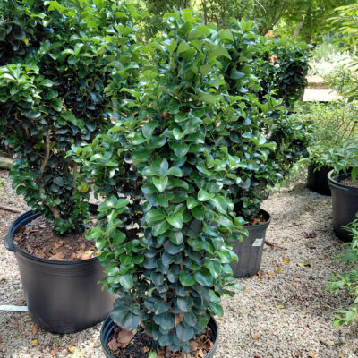 Ligustrum japonicum 'Rotundifolium' ('Coriaceum')
