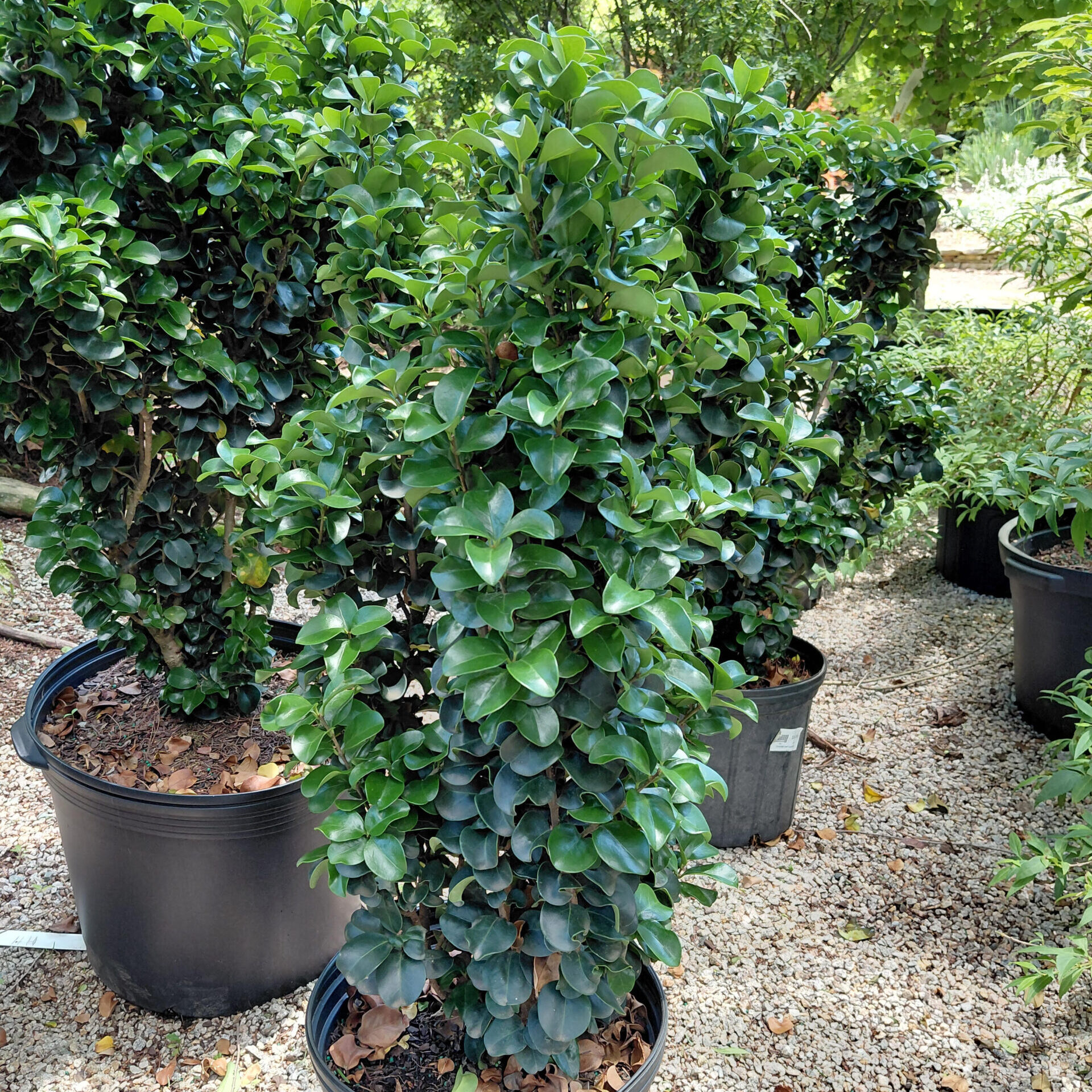Ligustrum japonicum 'Rotundifolium' ('Coriaceum') - Kiefer Nursery: Trees,  Shrubs, Perennials