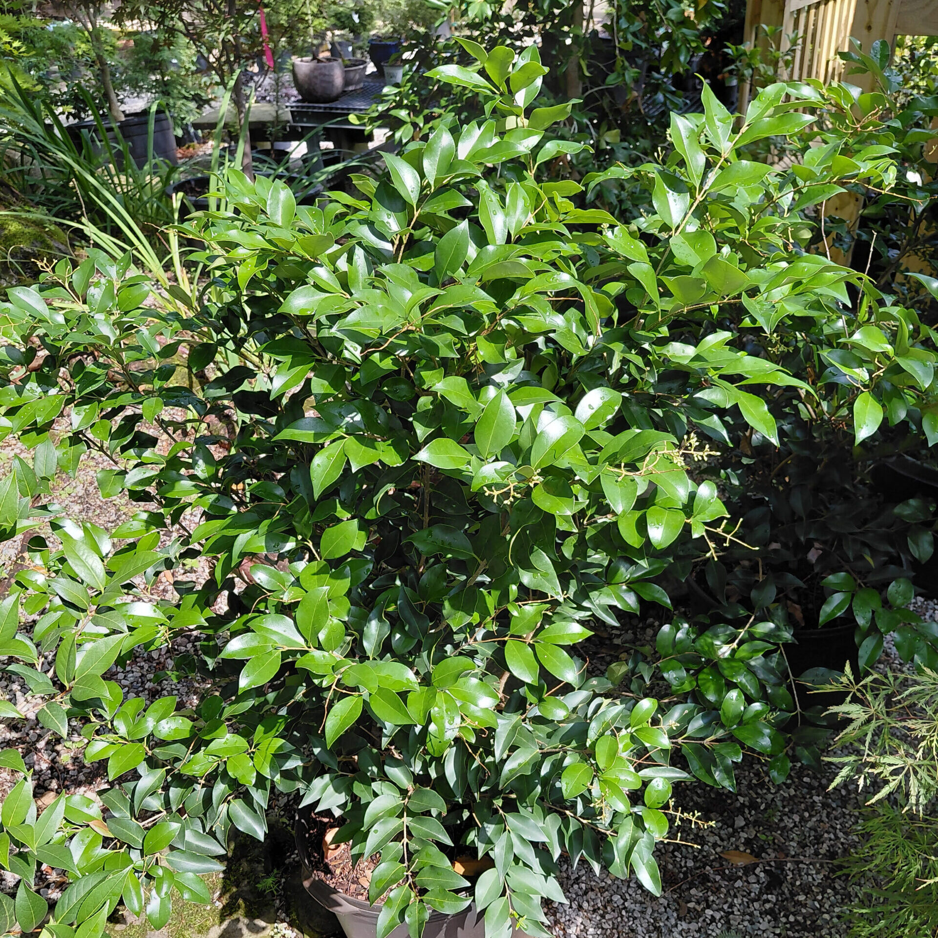 Ligustrum japonicum 'Recurvifolium'