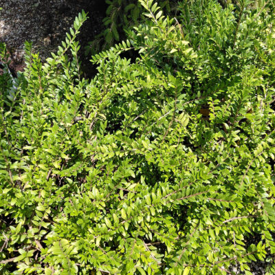 Lonicera pileata