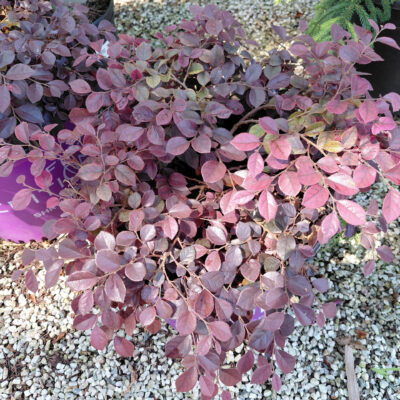 Loropetalum chinense v. rubrum 'PIILC-I' (Crimson Fire™)