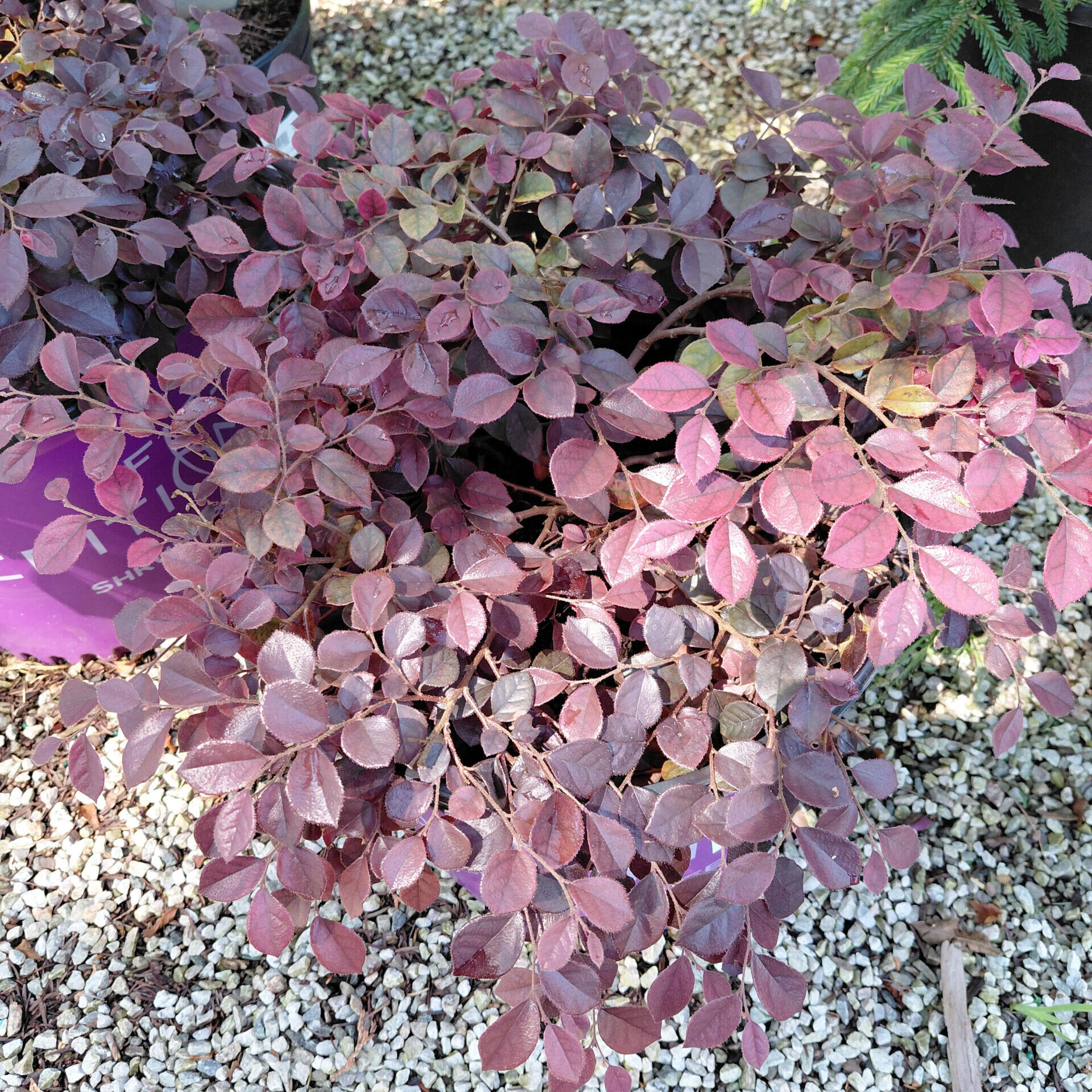 Loropetalum chinense v. rubrum 'PIILC-I' (Crimson Fire™)