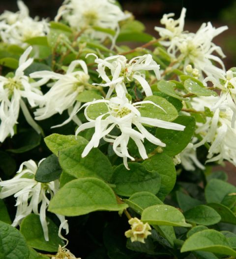 Loropetalum chinense ‘Shang-white’ (Emerald Snow) | Kiefer Nursery ...