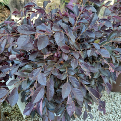 Loropetalum chinense 'PIILC-III' (Purple Daydream®)