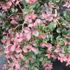 Loropetalum chinense 'Ruby'