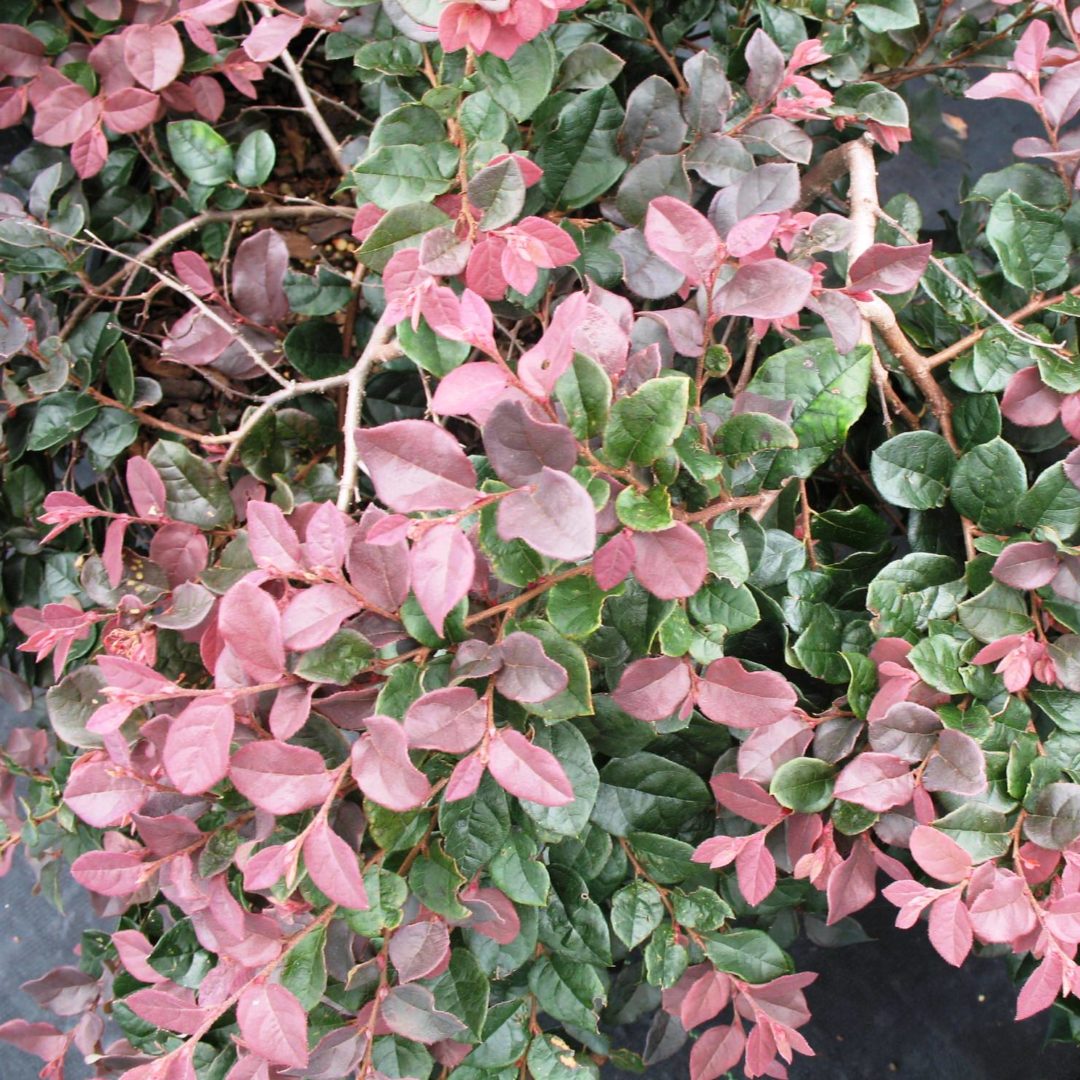 loropetalum-chinense-ruby-kiefer-nursery-trees-shrubs-perennials