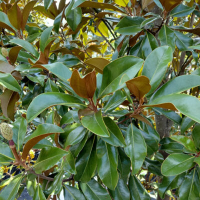 Magnolia grandiflora 'Bracken's Brown Beauty'