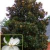 Magnolia grandiflora 'D.D. Blanchard' - Image 2