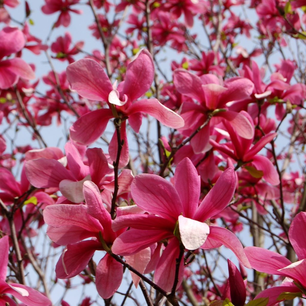 Magnolia x ‘Galaxy’ Kiefer Nursery Trees, Shrubs, Perennials