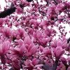 Magnolia 'Jane'