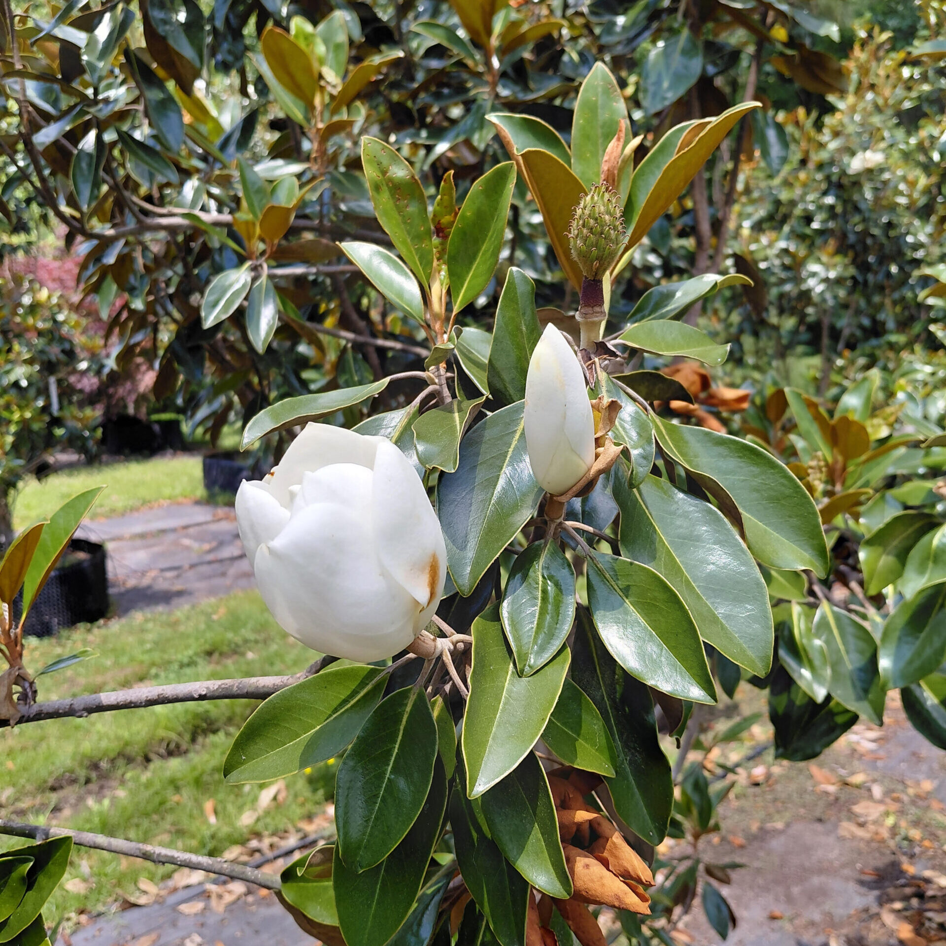 Magnolia grandiflora 'Little Gem'