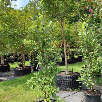 Magnolia virginiana 'Jim Wilson' (Moonglow)