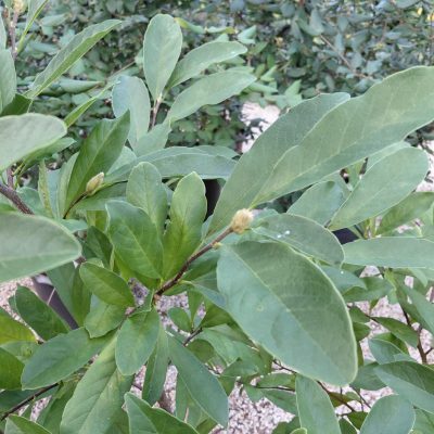 Magnolia stellata 'Royal Star'