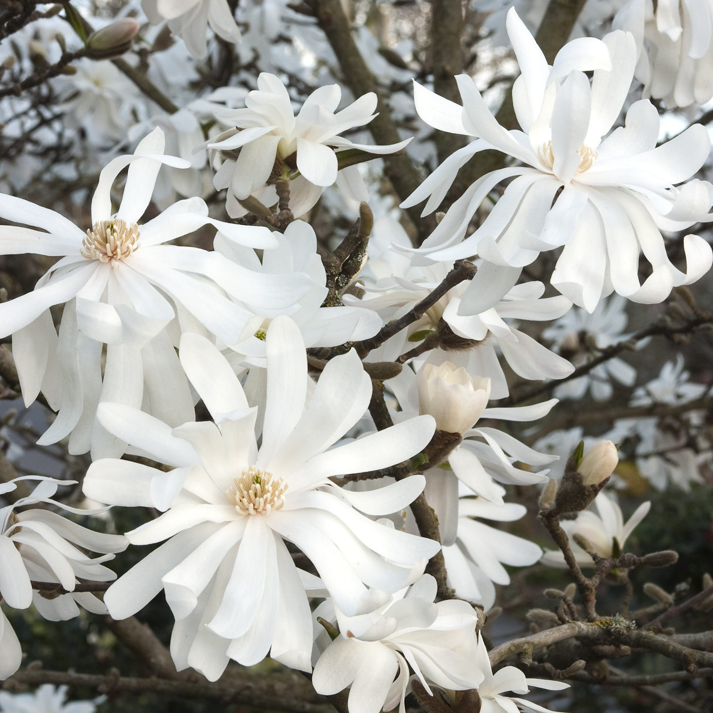 10 Semi Di Magnolia Stellata – Magnolia Giapponese, Semi Selezionati Per Bonsai