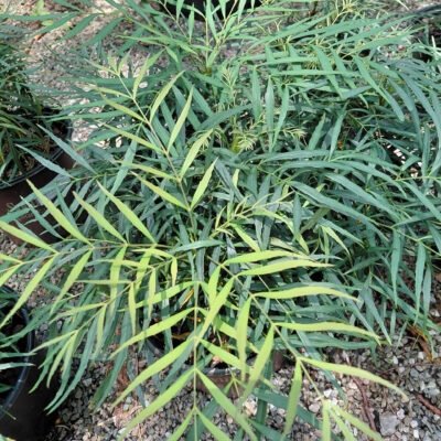 Mahonia eurybracteata 'Soft Caress'