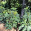 Mahonia x hortensis 'Winter Sun' - Image 3