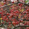 Malus 'Donald Wyman' - Image 2