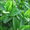 Mentha spicata
