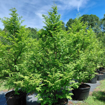 Metasequoia glyptostroboides