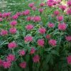 Monarda didyma 'Coral Reef' - Image 2