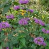 Monarda 'Dark Ponticum'
