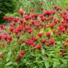Monarda didyma 'Jacob Cline' - Image 2