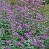 Monarda 'Dark Ponticum' - Image 2
