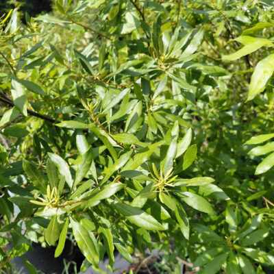 Myrica cerifera