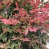 Nandina domestica 'Compacta'
